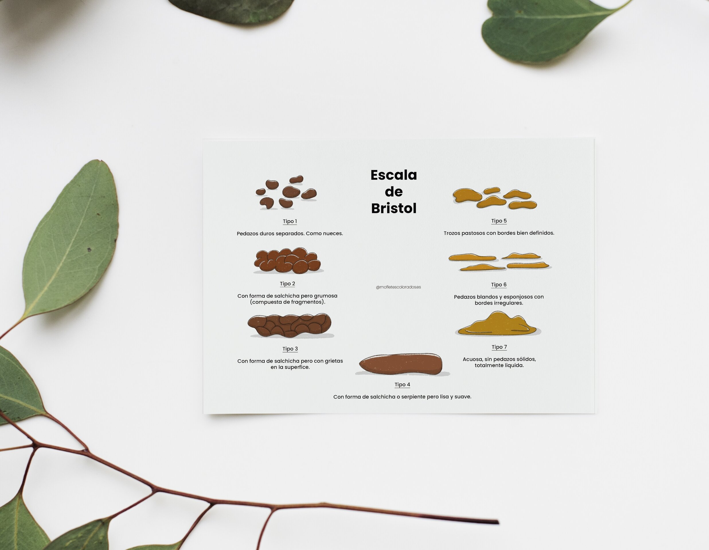 Lámina Escala de Bristol - 1