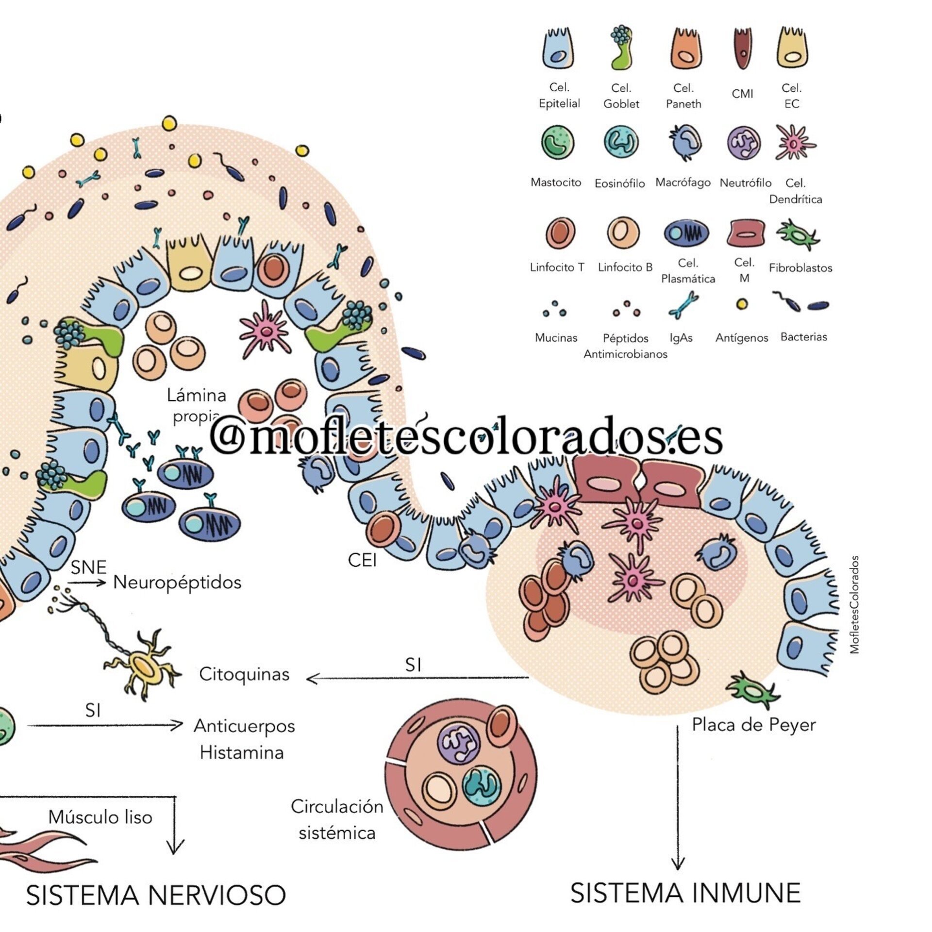 Lámina pared intestinal - 2