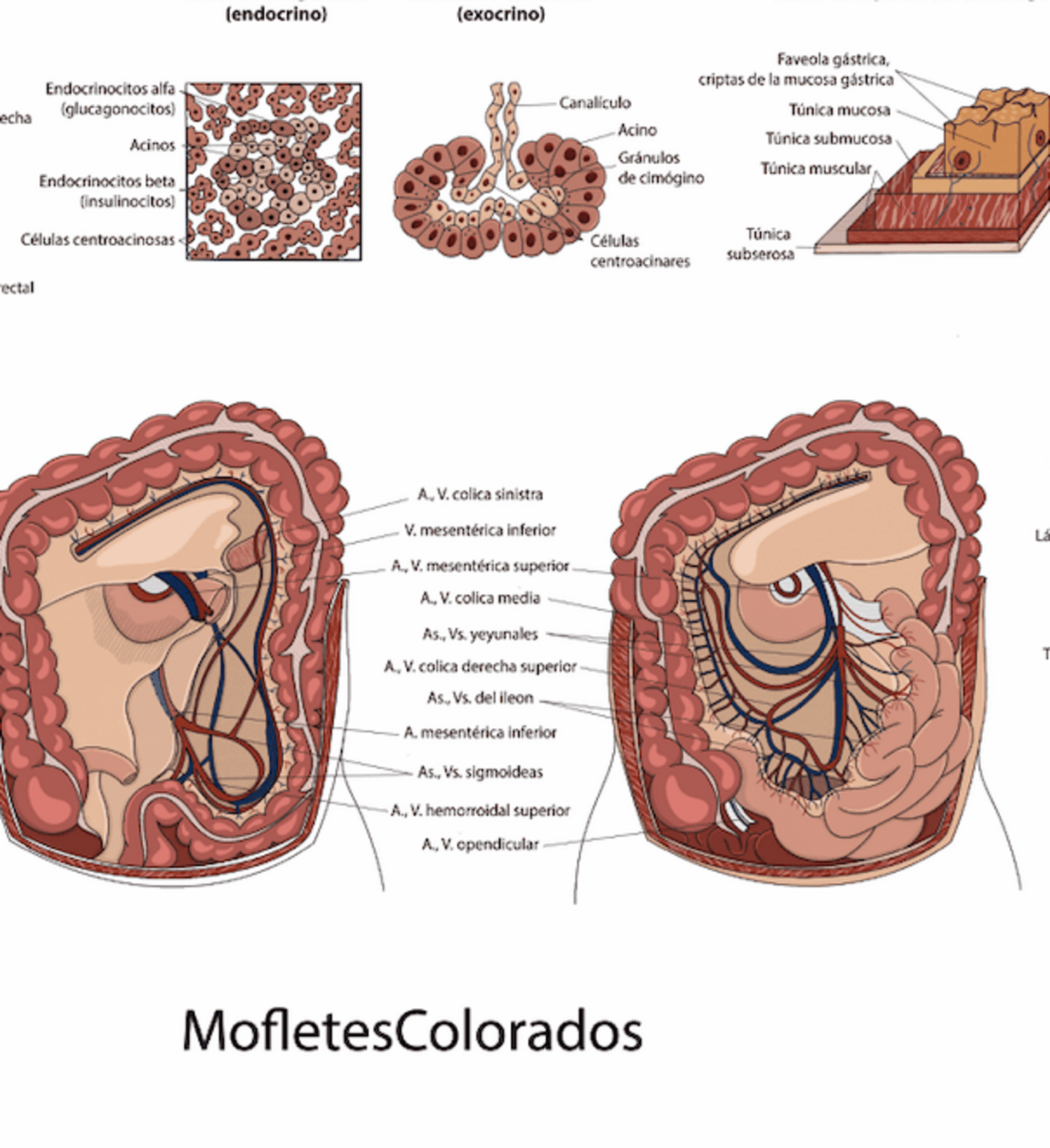 Lámina aparato digestivo - 4