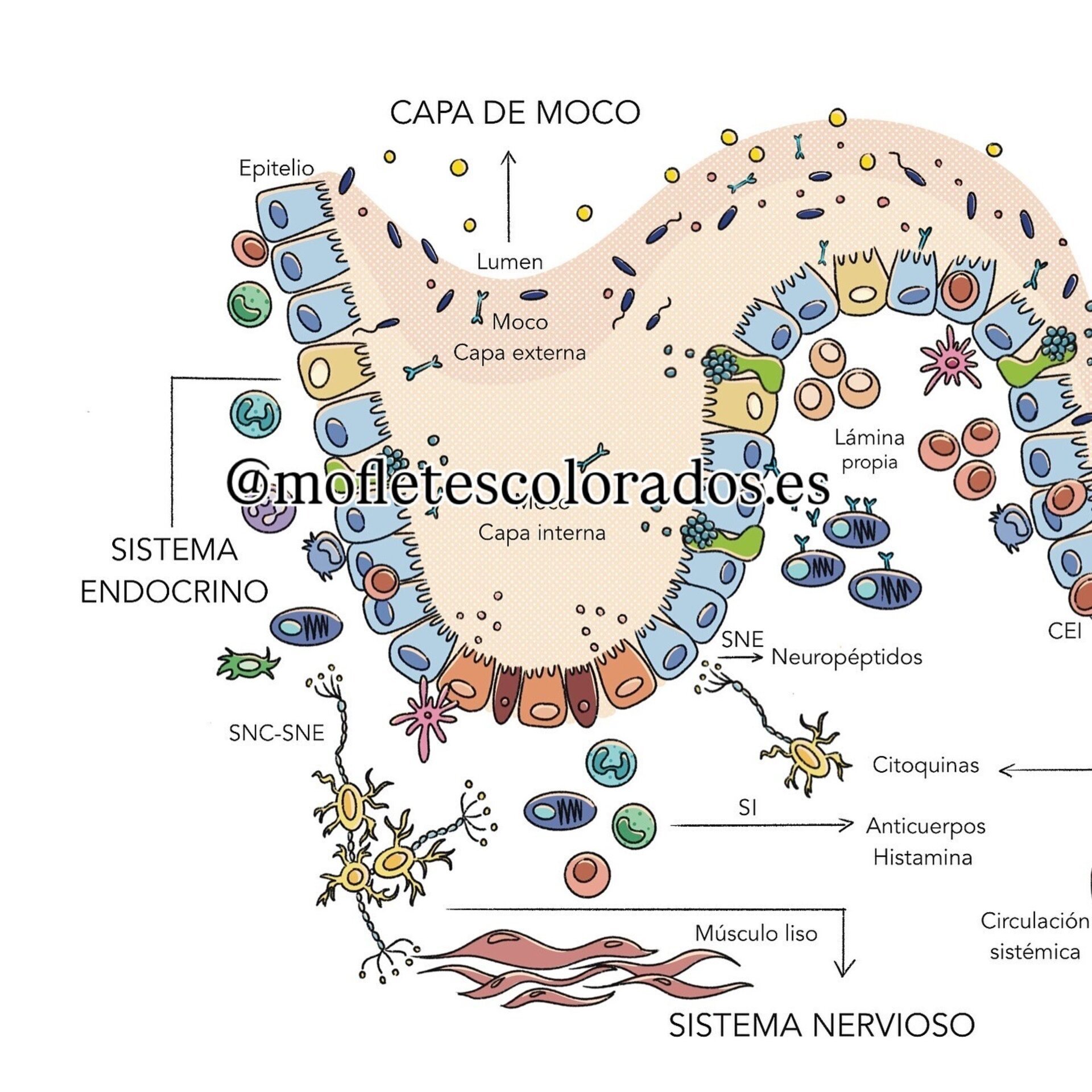 Lámina pared intestinal - 3