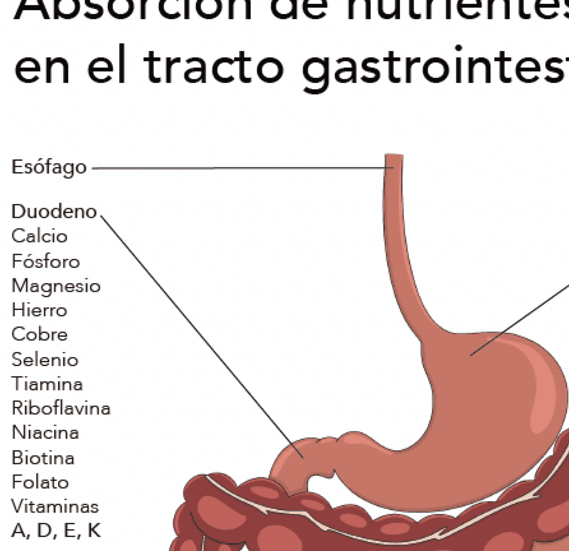 Lámina nutrientes - 3