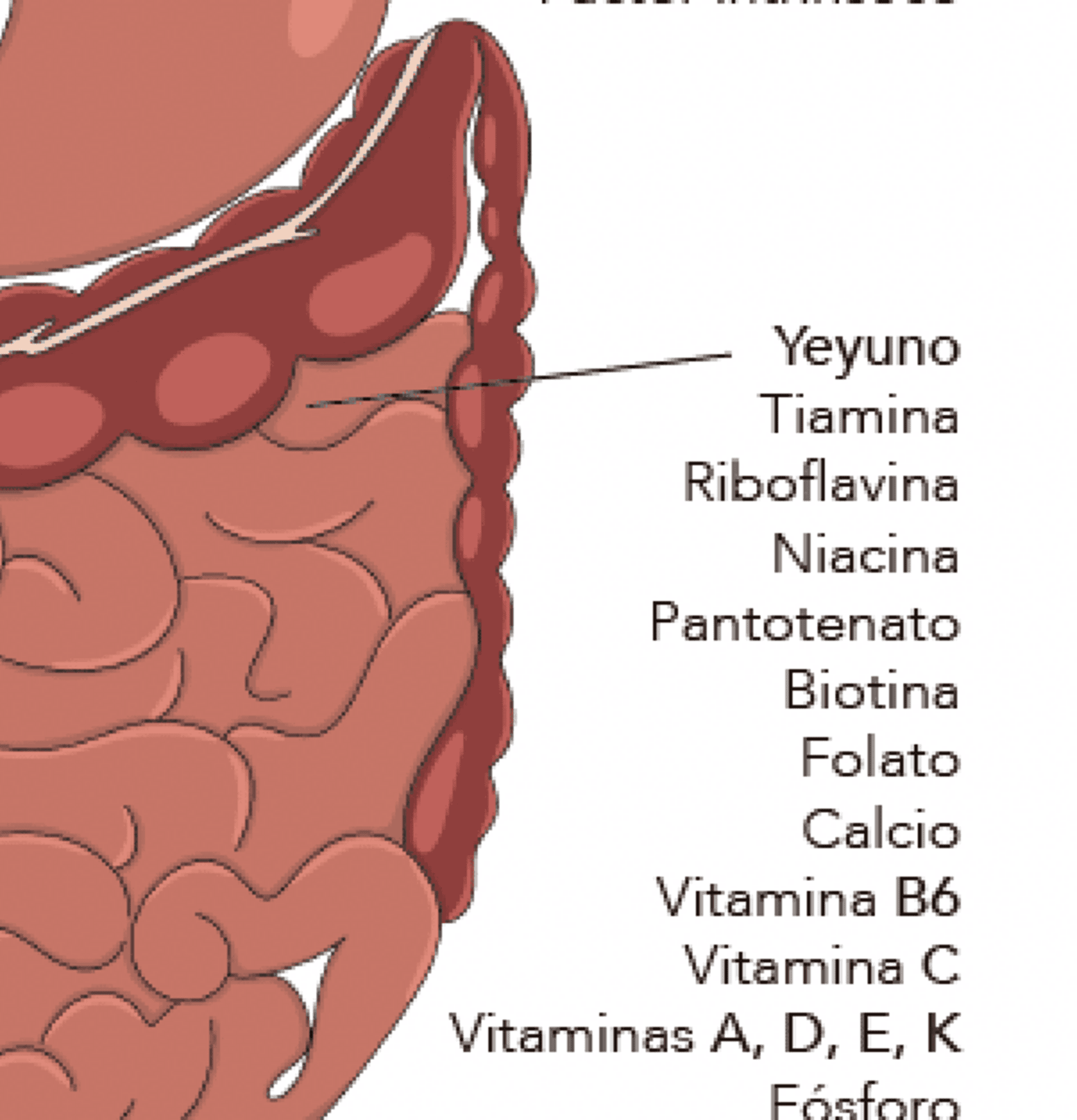 Lámina nutrientes - 2