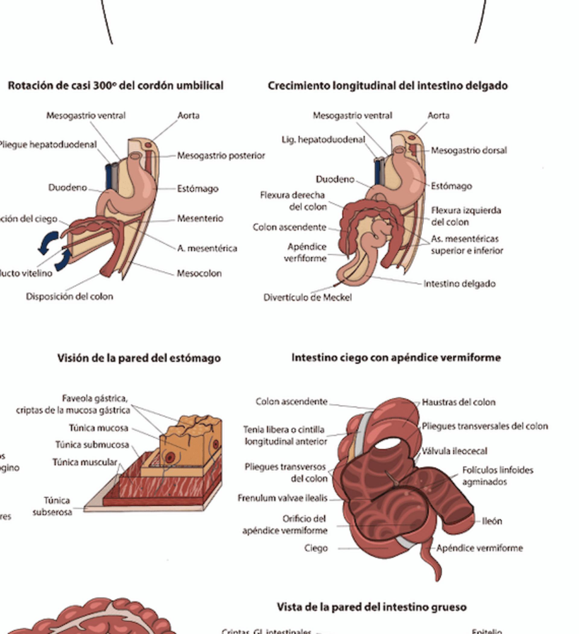 Lámina aparato digestivo - 3