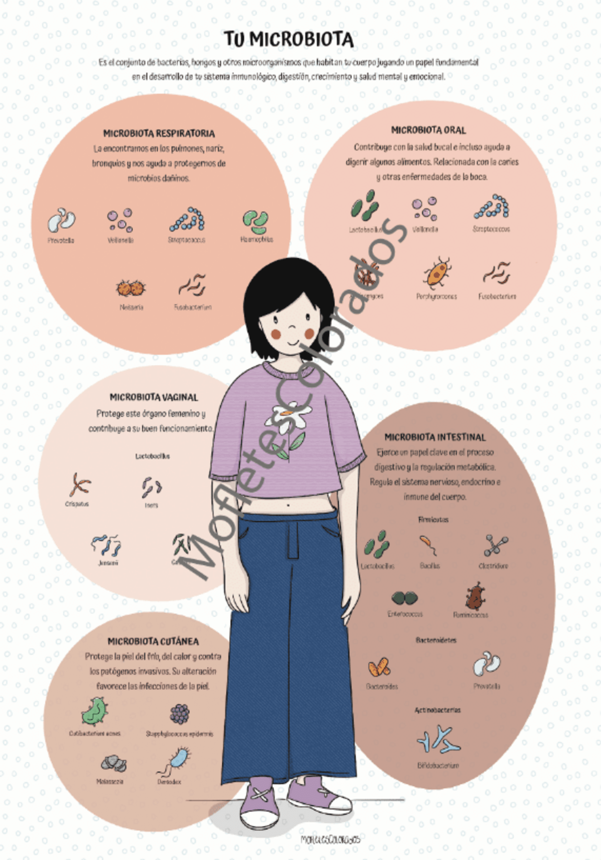 Lámina microbiota infantil - 3